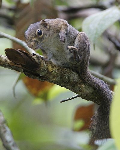 Slender squirrel